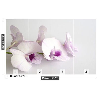 Fototapeta Białe orchidee