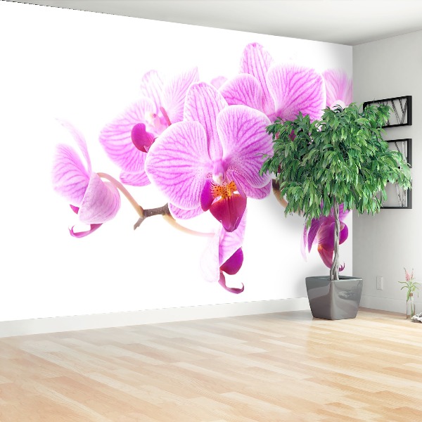 Fototapeta Różowa orchidea