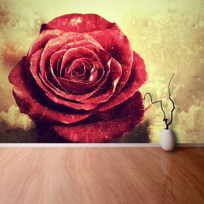 Fototapeta Czerwona róża