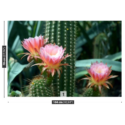Fototapeta Kaktus Kwiat