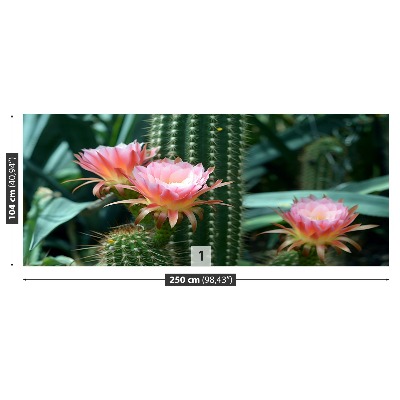 Fototapeta Kaktus Kwiat