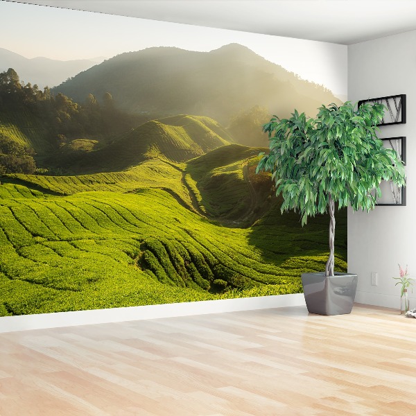 Fototapeta Plantacja herbaty