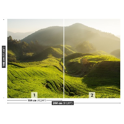 Fototapeta Plantacja herbaty