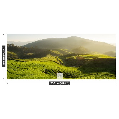Fototapeta Plantacja herbaty