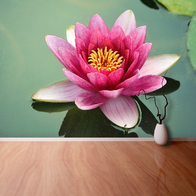 Fototapeta Kwiat lotosu