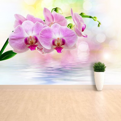 Fototapeta Orchidea Róż