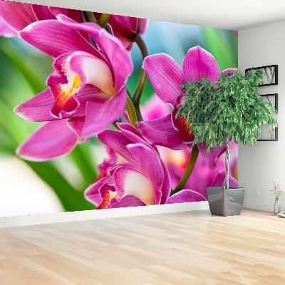 Fototapeta Różowe orchidee