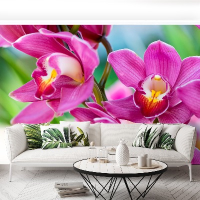 Fototapeta Różowe orchidee