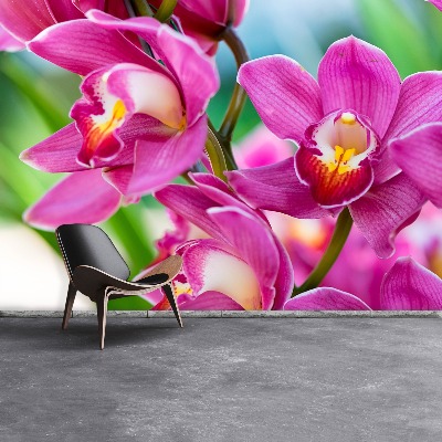 Fototapeta Różowe orchidee