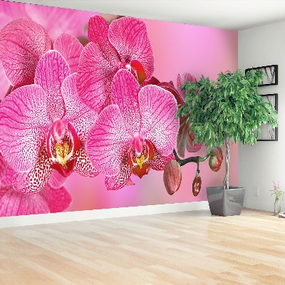 Fototapeta Różowy Orchidea