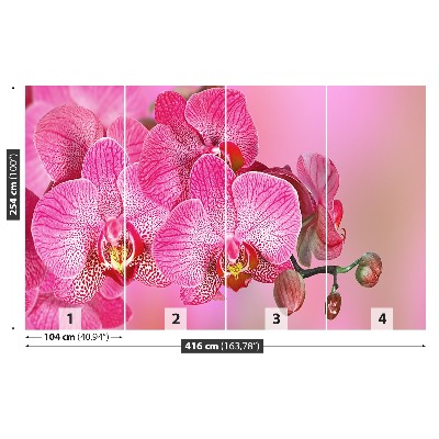 Fototapeta Różowy Orchidea