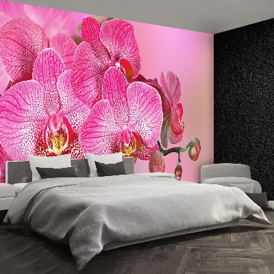 Fototapeta Różowy Orchidea