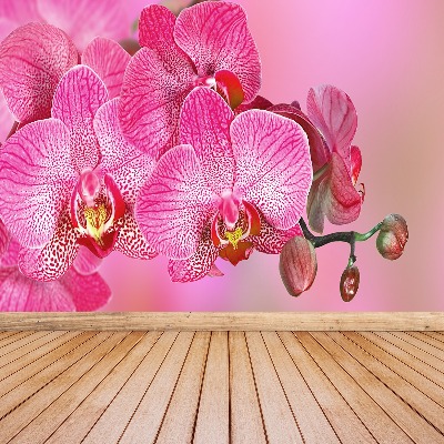 Fototapeta Różowy Orchidea