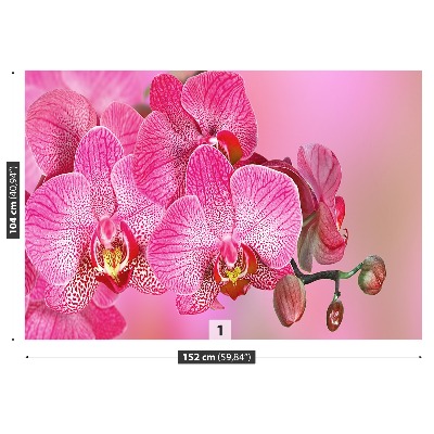 Fototapeta Różowy Orchidea