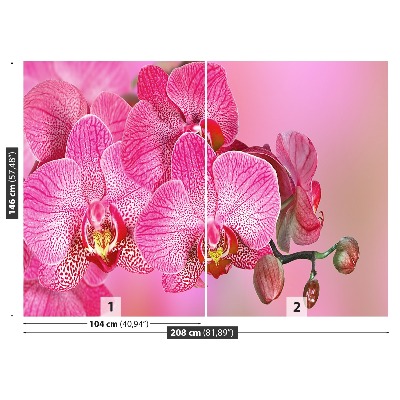 Fototapeta Różowy Orchidea