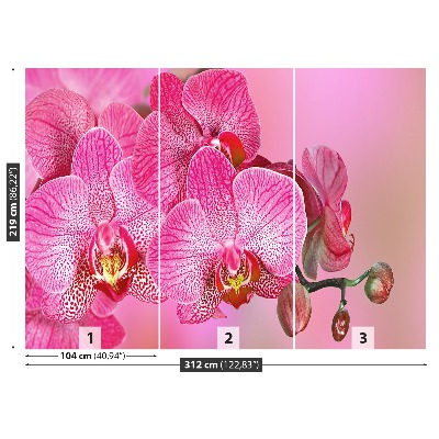 Fototapeta Różowy Orchidea