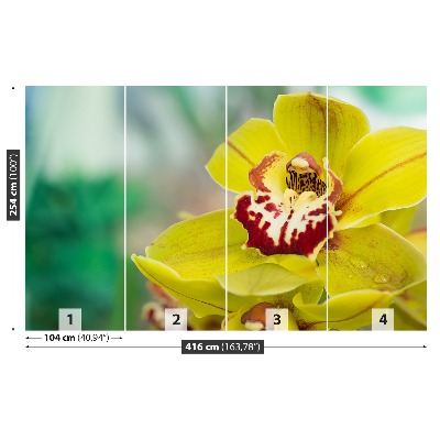 Fototapeta Żółta orchidea