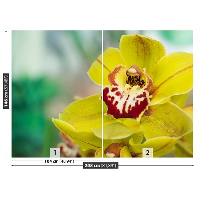 Fototapeta Żółta orchidea