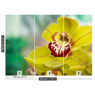 Fototapeta Żółta orchidea