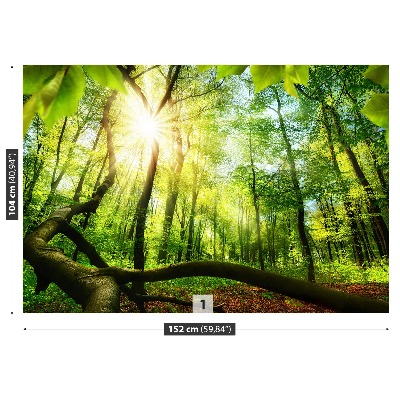 Fototapeta Bukowy las