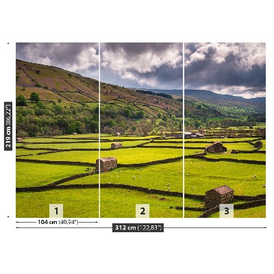 Fototapeta Pole Yorkshire