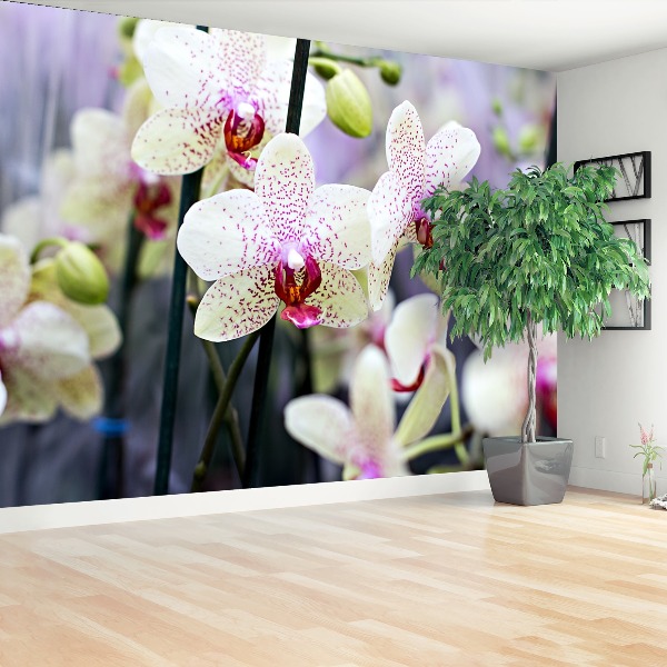 Fototapeta Orchidea Kwiaty