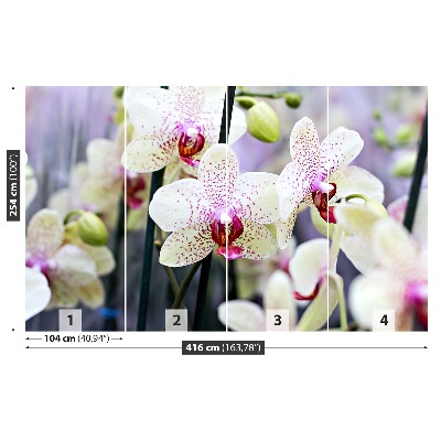 Fototapeta Orchidea Kwiaty