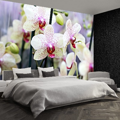 Fototapeta Orchidea Kwiaty