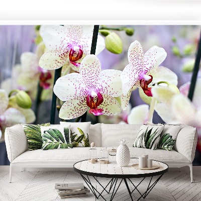 Fototapeta Orchidea Kwiaty