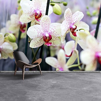 Fototapeta Orchidea Kwiaty