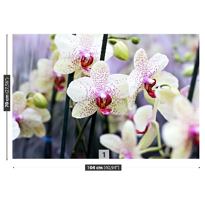 Fototapeta Orchidea Kwiaty