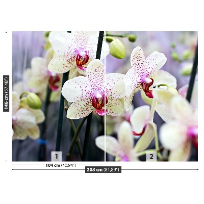 Fototapeta Orchidea Kwiaty