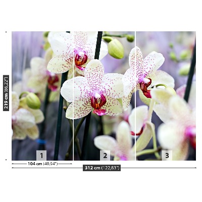 Fototapeta Orchidea Kwiaty