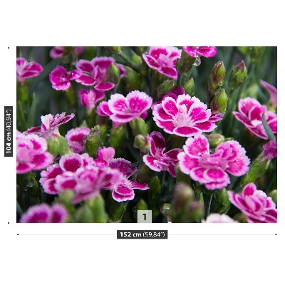 Fototapeta Różowe kwiaty
