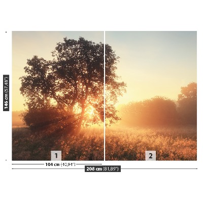 Fototapeta Słońce Drzewo