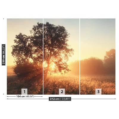 Fototapeta Słońce Drzewo