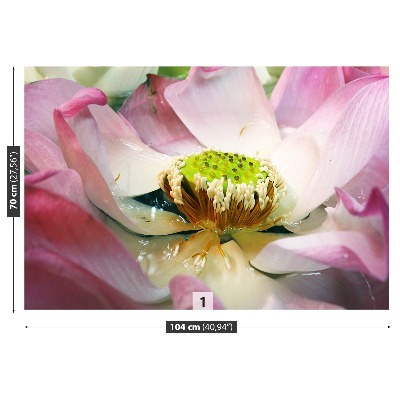 Fototapeta Kwiat lotosu