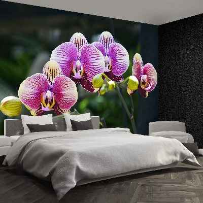 Fototapeta Orchidea Fioletowy