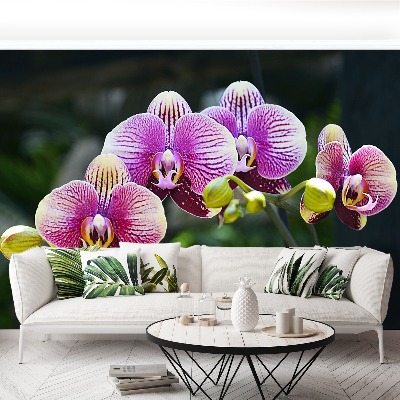 Fototapeta Orchidea Fioletowy