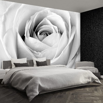 Fototapeta Biała róża