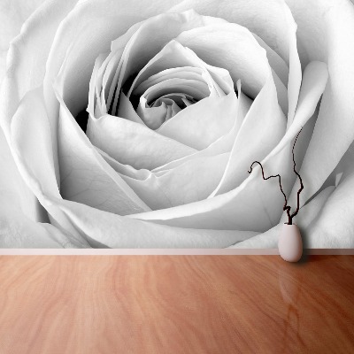 Fototapeta Biała róża
