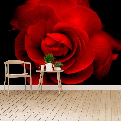 Fototapeta Róża Czerwony