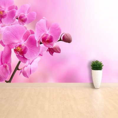 Fototapeta Różowa orchidea
