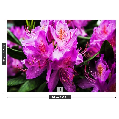 Fototapeta Kwiaty Fioletowy