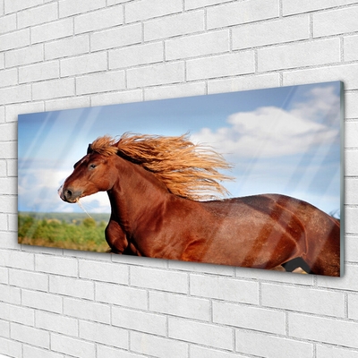 Obraz Akrylowy Koń Zwierzęta