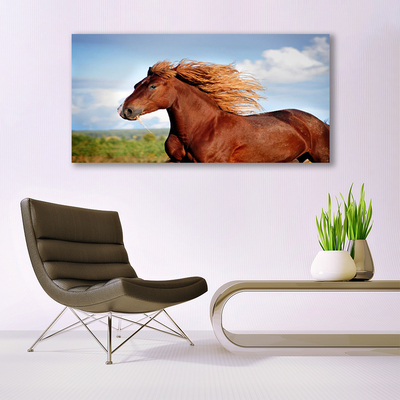 Obraz Akrylowy Koń Zwierzęta