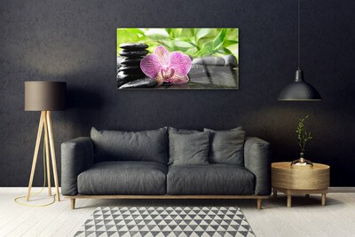 Obraz Akrylowy Kwiat Kamienie Roślina