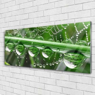 Obraz Akrylowy Pajęczyna Krople Roślina