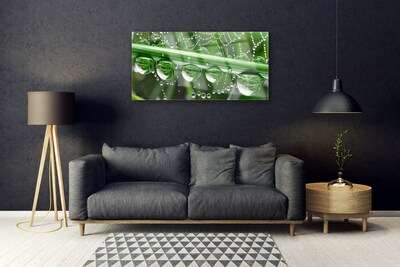 Obraz Akrylowy Pajęczyna Krople Roślina