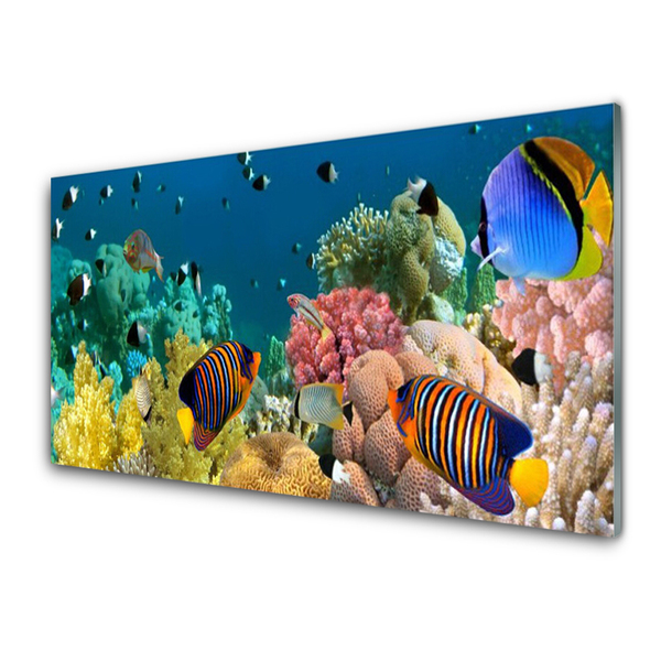 Obraz Akrylowy Rafa Koralowa Natura